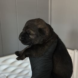 Diosa - Sable female German Shepherd puppy in Knowlton Township, New Jersey from Augenblick Kennels