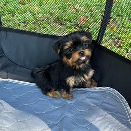Holly - Black and tan female Yorkshire Terrier puppy in Liberty, Texas from Tiny Yorkshire pups