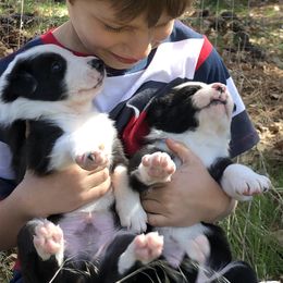 Border Collie Puppies from Simcoe Foothills Farm