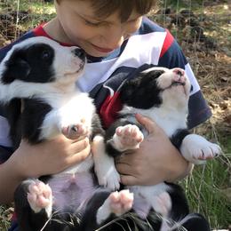 Border Collie Puppies from Simcoe Foothills Farm