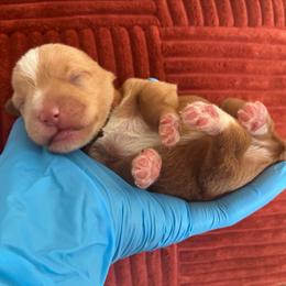 Squid (brown collar) - Wheaten male Miniature Schnauzer puppy in Hemet, California from Journee Home Mini Schnauzers