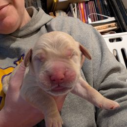 Blue - Light golden male Golden Retriever puppy in Madison, Ohio from Heckmans English Cream Golden Retrievers