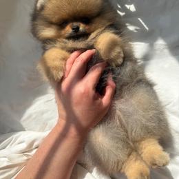 Little Buttons - Orange sable male Pomeranian puppy in Sacramento, California from Carousel Poodles & Pomeranians