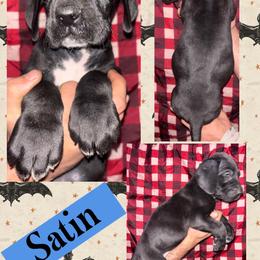 Satin - Black male Great Dane puppy in Wellsville, New York from Prophecy Danes