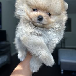 Pomeranian Puppies from Amore Pomeranians