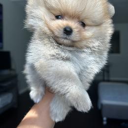 Pomeranian Puppies from Amore Pomeranians