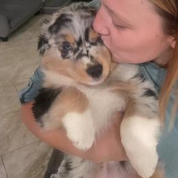 Australian Shepherd Puppies from Winsome Aussies