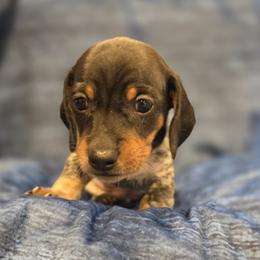 Boy 3 - Piebald male Dachshund puppy in Virginia City, Nevada from V.C. Weenies