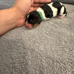 Boy 1 - Tri-color male Cavalier King Charles Spaniel puppy in Butler, Pennsylvania from Brugere Cavaliers