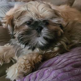 Boy 4 - Sable male Shih Tzu puppy in Bishop, California from Shih Tzu G-ma