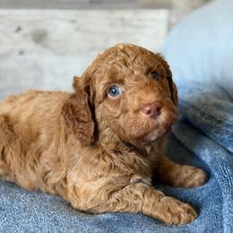 Redwood - Red  male Goldendoodle puppy in Redmond, Oregon from Bourbon and Lace Doodles