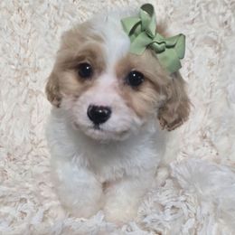 Terra - Blenheim female Cavapoo puppy in Lebanon, Kentucky from Mosaic Merle Doodles