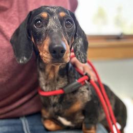 Whiskey - Dachshund