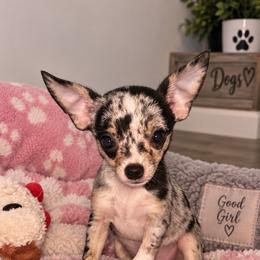 Willow - Merle female Chihuahua puppy in New Castle, Delaware from Sasha’s Elite Kennel LLC