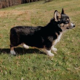 Willow - Pembroke Welsh Corgi