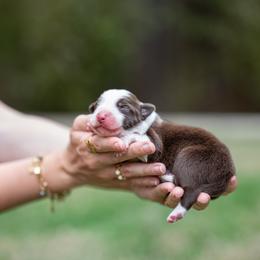 Vega - Red male Border Collie puppy in Austin, Texas from Border Collie dei Fanelli