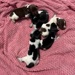 Duke - Black roan male German Shorthaired Pointer puppy in Axton, Virginia from Red Clay Kennels