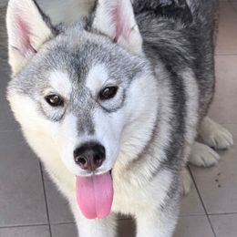 Solo - Gray and white male Siberian Husky puppy in Williamstown, Massachusetts from Gallipoli Pine Siberians