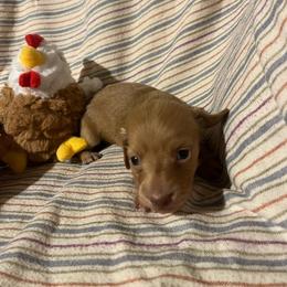 Fig - Wheaten female Dachshund puppy in East Dover, Vermont from Audet’s Mini Dachshunds