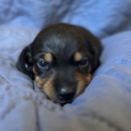 Lucky 7 - Black and tan male Dachshund puppy in Guthrie, Oklahoma from Kingdom Mini Dashchunds
