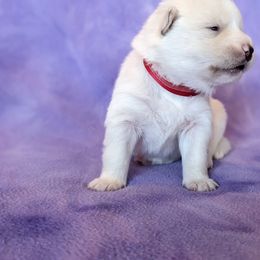Pomsky Puppies from Valparaiso Pomskys