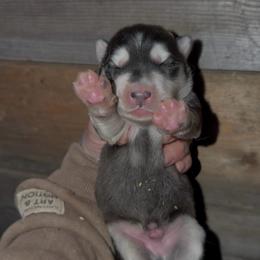 Boy 2 - Black and white male Siberian Husky puppy in Iron River, Wisconsin from Wiemeri Siberians