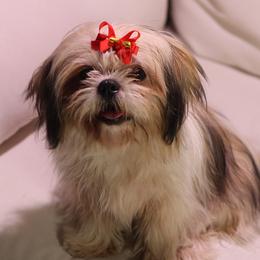 Lucy - Shih Tzu