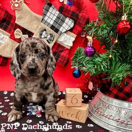 Mr.Deacon - Dapple male Dachshund puppy in Ben Wheeler, Texas from P&P Dachshunds