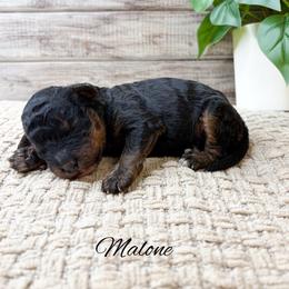 Malone - Phantom male Goldendoodle puppy in from Pink Poodles and Doodles