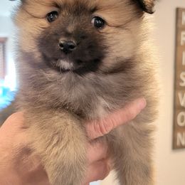 Pomeranian Puppies from KB Pom Pups