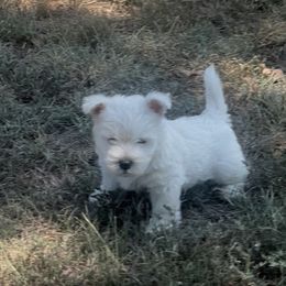 Boy 2 - White male West Highland White Terrier puppy in Cottonwood, Texas from Davis Westies