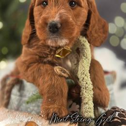Bernedoodle, Goldendoodle, Golden Retriever, and Poodle Puppies from Red String Farmstead