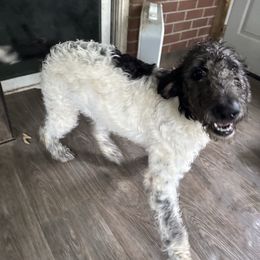 Pina Colada - Black female Labradoodle puppy in Chesterfield County, Virginia from Doodling Around