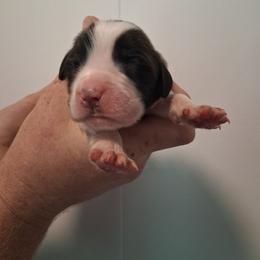 Biscuit - Brown and white male Saint Bernard puppy in Kinsman, Ohio from Coleman Saint Bernards of Ohio