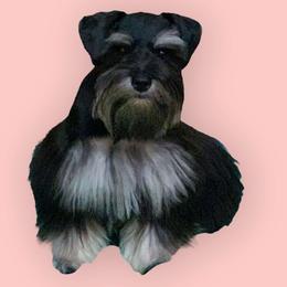 Minnie - Miniature Schnauzer