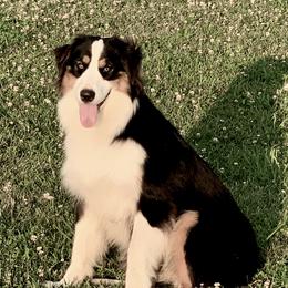 Pepper - Australian Shepherd