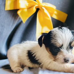 Yorkshire Terrier Puppies from Celestial Family Terriers (Yooper Yorkies)