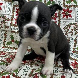 Baxter - Black brindle and white male Boston Terrier puppy in Fillmore, Illinois from Wind Hill Puppies