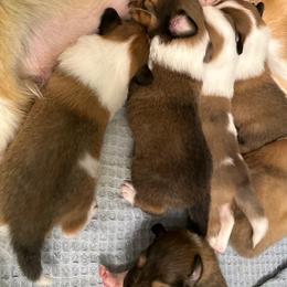 Scottish Collie Puppies from Sundance Scottish-Colleys