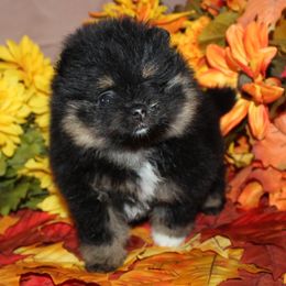 Skipper - Black and tan female Pomeranian puppy in Memphis, Michigan from Magix'z Pomeranians