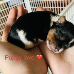 Biewer Terrier Puppies from Biewer Terrriers of Stone Creek