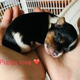 Biewer Terrier Puppies from Biewer Terrriers of Stone Creek