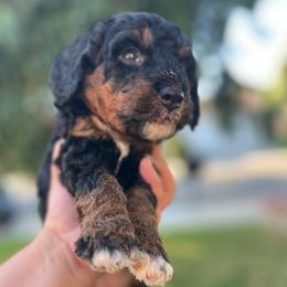 Luna - Tri-color female Bernedoodle puppy in Los Angeles, California from Bernied00dle Love