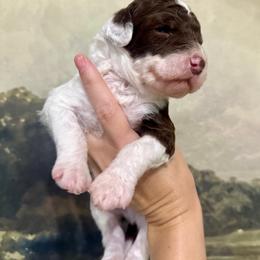 Harvey - Chocolate male Assorted Doodle Crosses puppy in West Monroe, Louisiana from Southern Haven Doodles