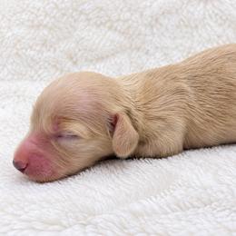 Clara - Cream female Dachshund puppy in Sebring, Florida from Mini Weenies