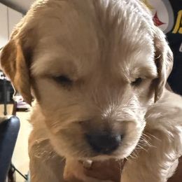 Vanilla - Golden female Golden Retriever puppy in Wind Gap, Pennsylvania from Supreme Goldens