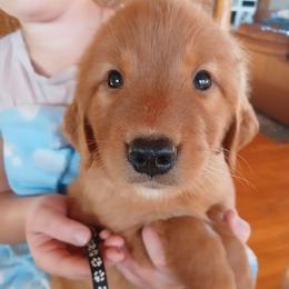 Black - Dark golden male Golden Retriever puppy in Lanesboro, Minnesota from Eagle Ridge Golden Retrievers