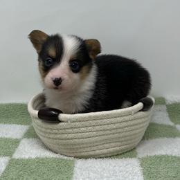 Snowflake - Black and tan female Pembroke Welsh Corgi puppy in Waco, Texas from The Comma Corgis