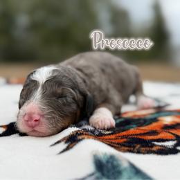 Prosecco - Trained Puppy Selection - Blue merle male Bernedoodle puppy in Youngstown, Florida from Wonderland’s Boujie Kennels