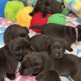 Labrador Retriever Puppies from Rustic Ridge Labradors